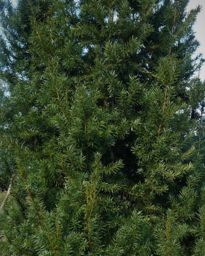 kríky okrasných stromov