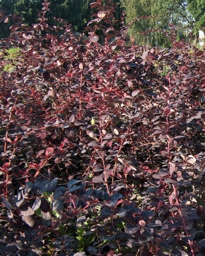 kríky okrasných stromov