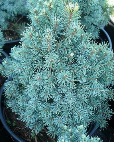 kríky okrasných stromov