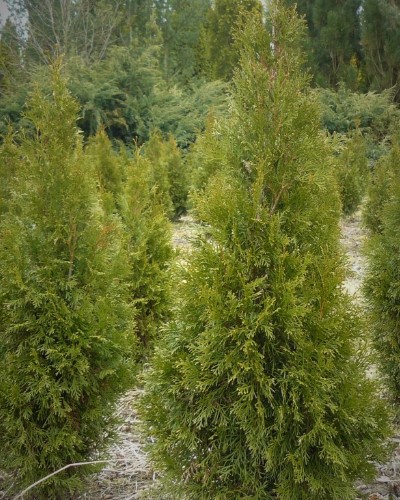 kríky okrasných stromov