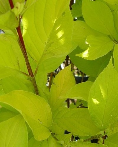 kríky okrasných stromov