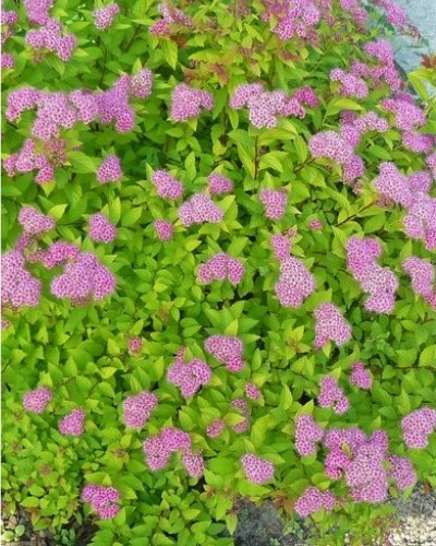 kríky okrasných stromov