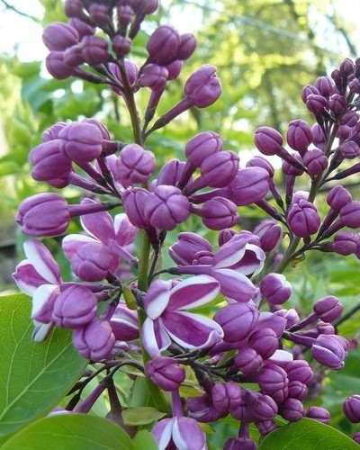 kríky okrasných stromov