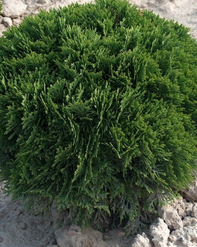 kríky okrasných stromov