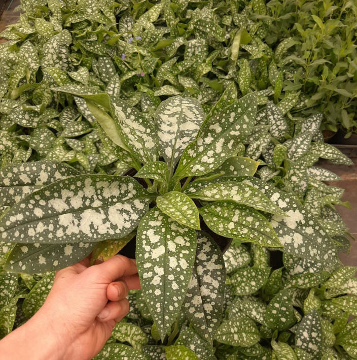 kríky okrasných stromov