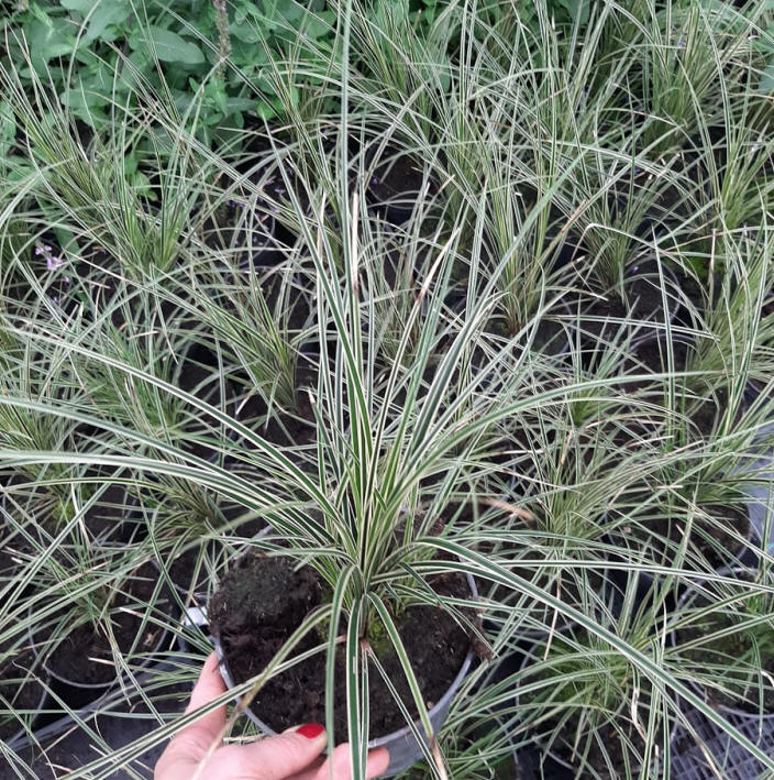 kríky okrasných stromov