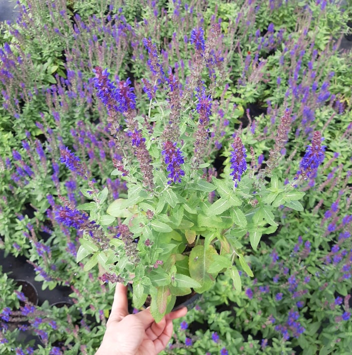 kríky okrasných stromov