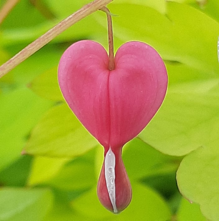 kríky okrasných stromov