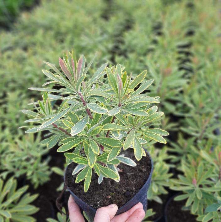 kríky okrasných stromov