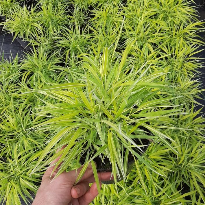 kríky okrasných stromov