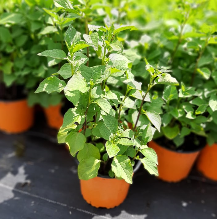 kríky okrasných stromov