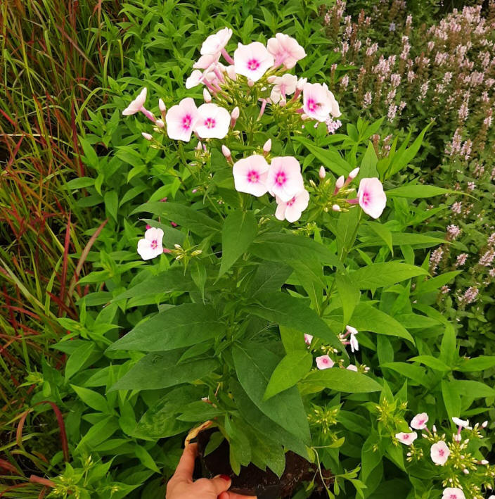 kríky okrasných stromov