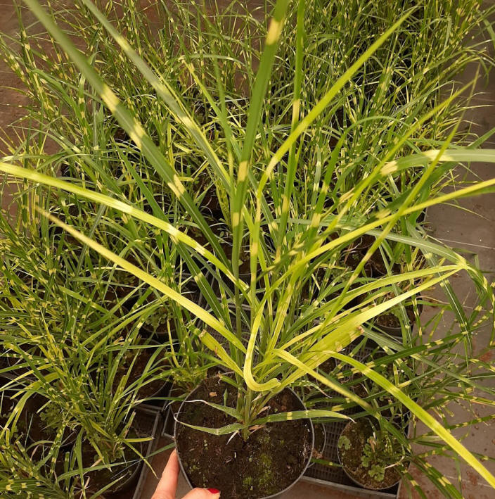 kríky okrasných stromov