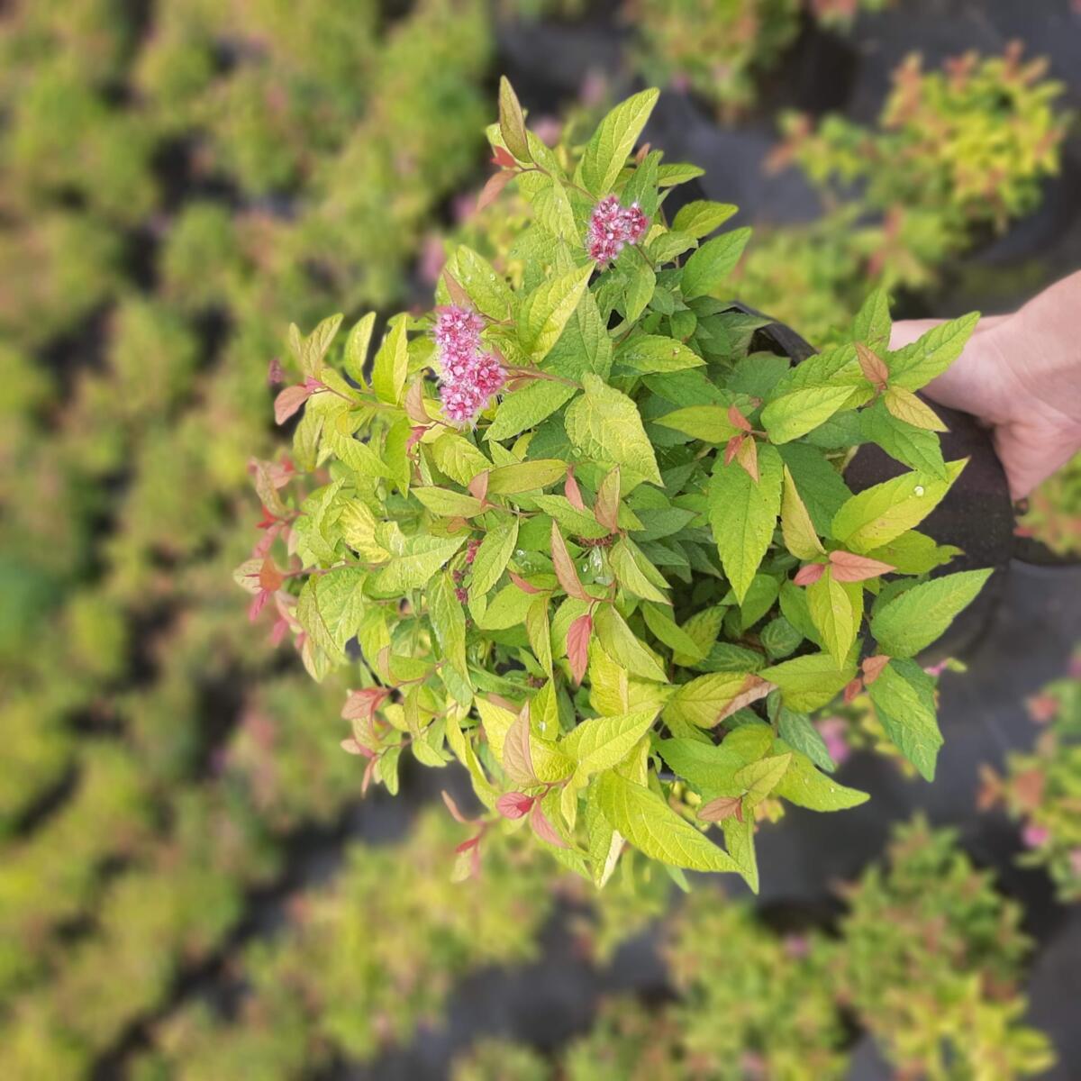 kríky okrasných stromov