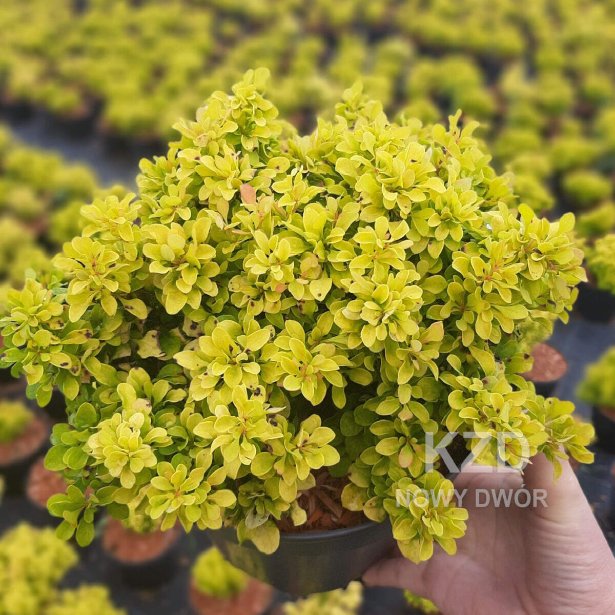 kríky okrasných stromov