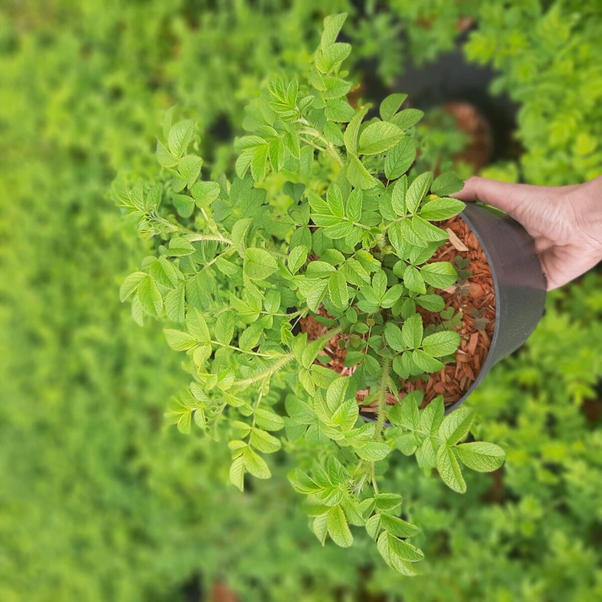 kríky okrasných stromov