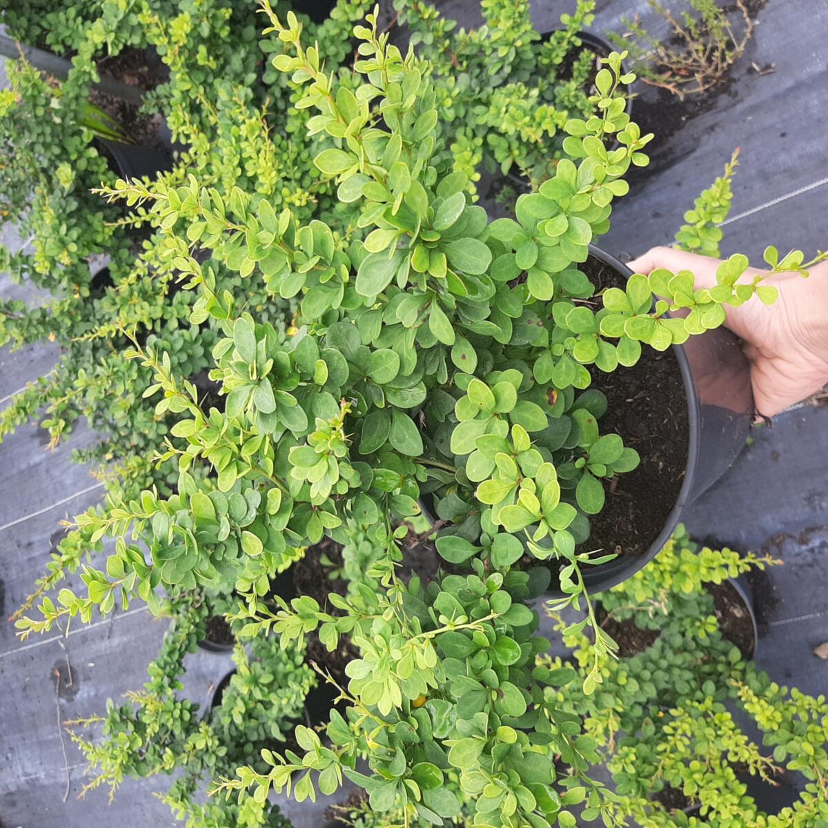 kríky okrasných stromov