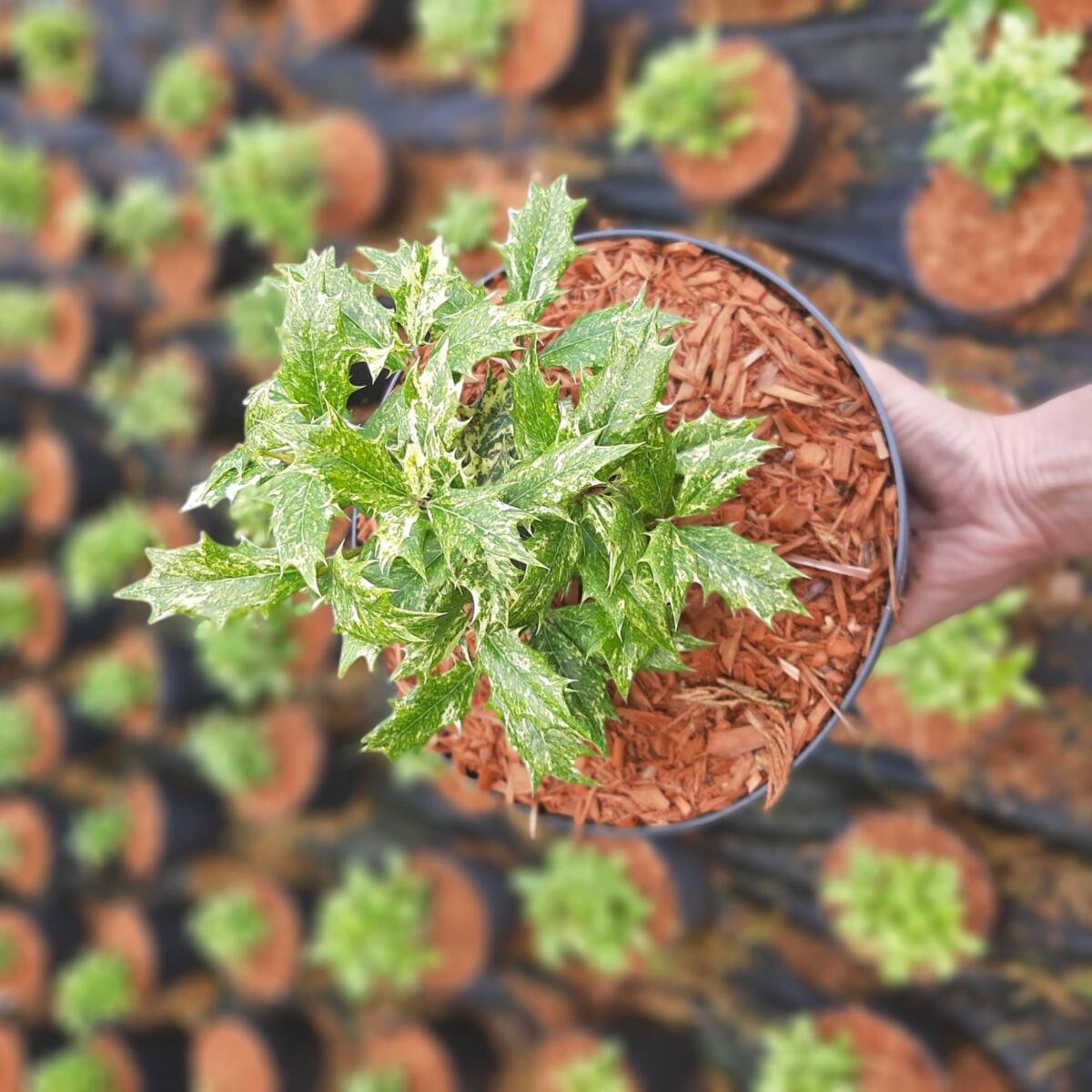 kríky okrasných stromov