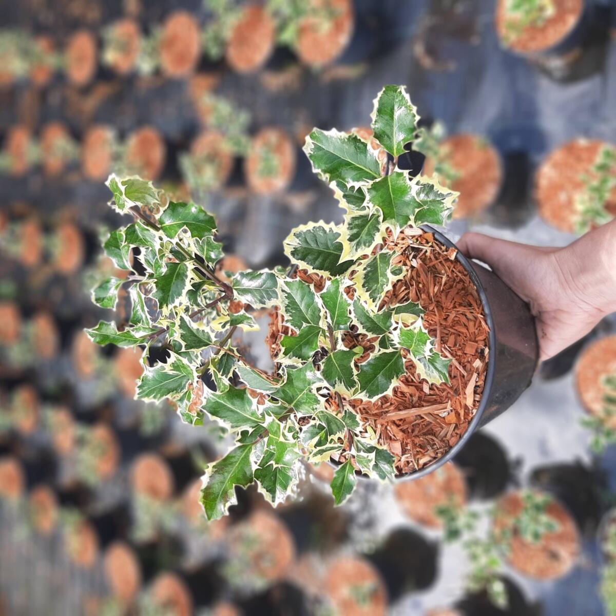 kríky okrasných stromov