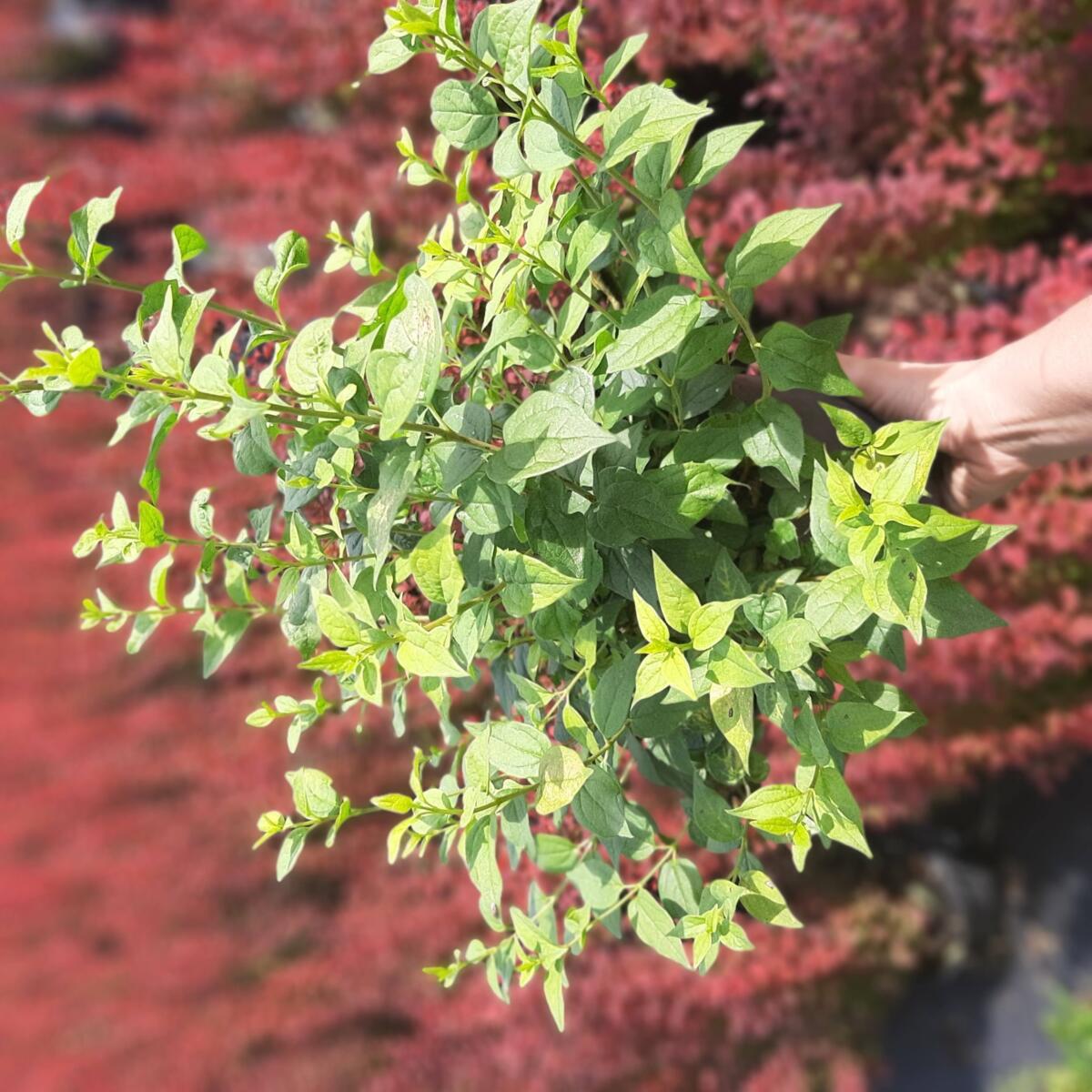 kríky okrasných stromov