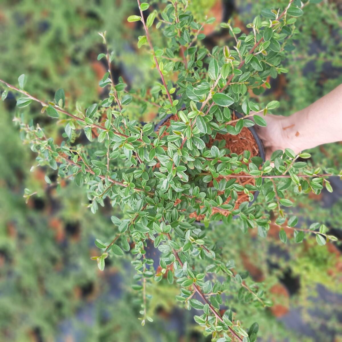 kríky okrasných stromov