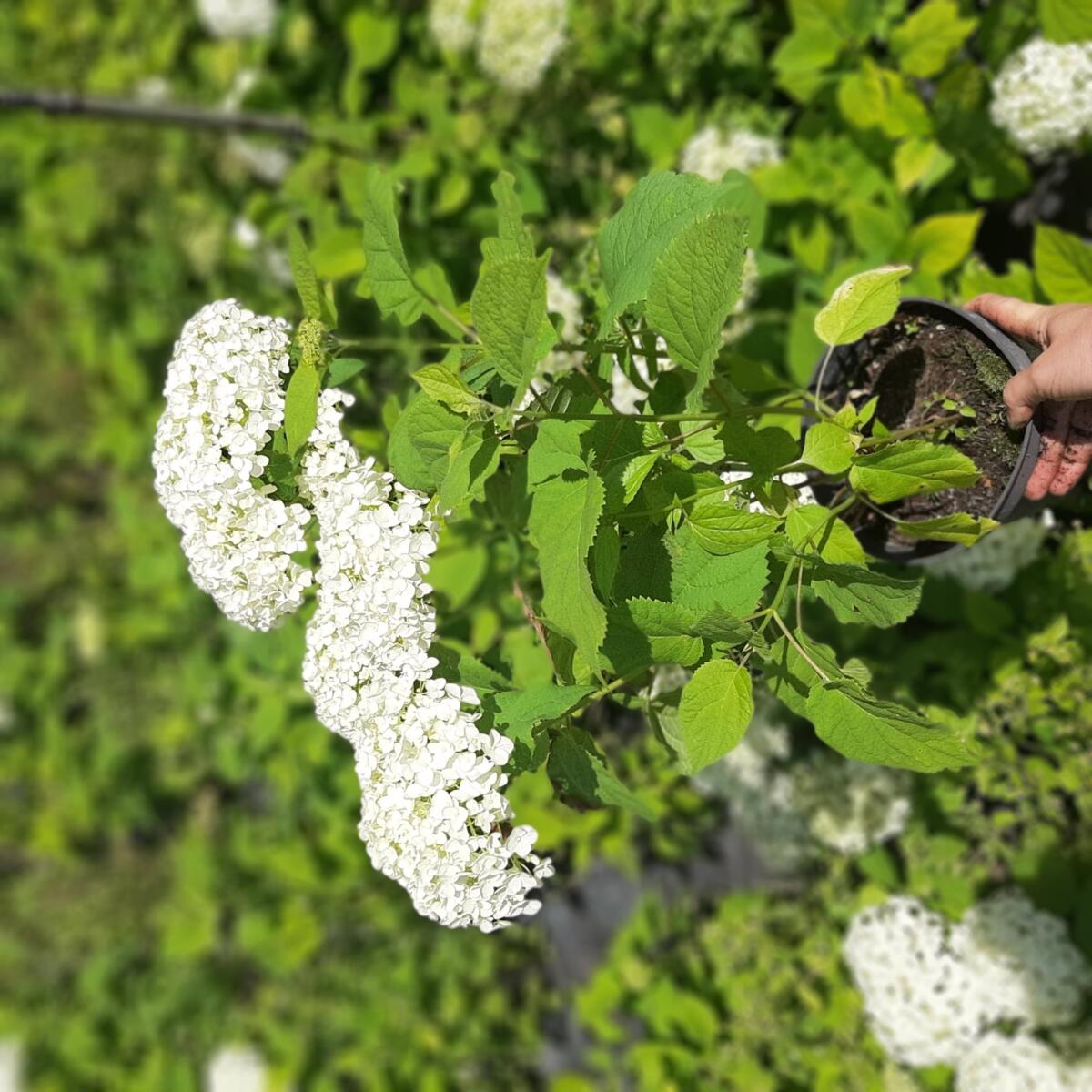 kríky okrasných stromov