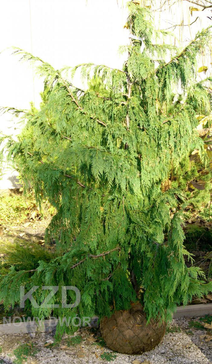 kríky okrasných stromov