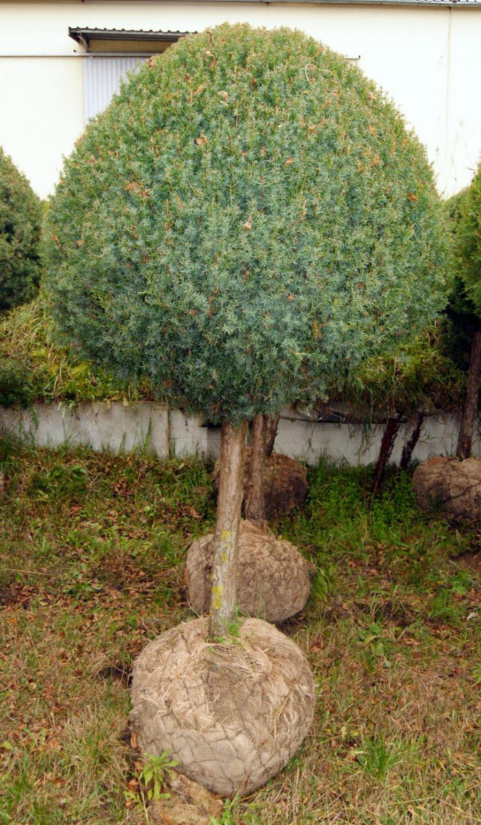 kríky okrasných stromov