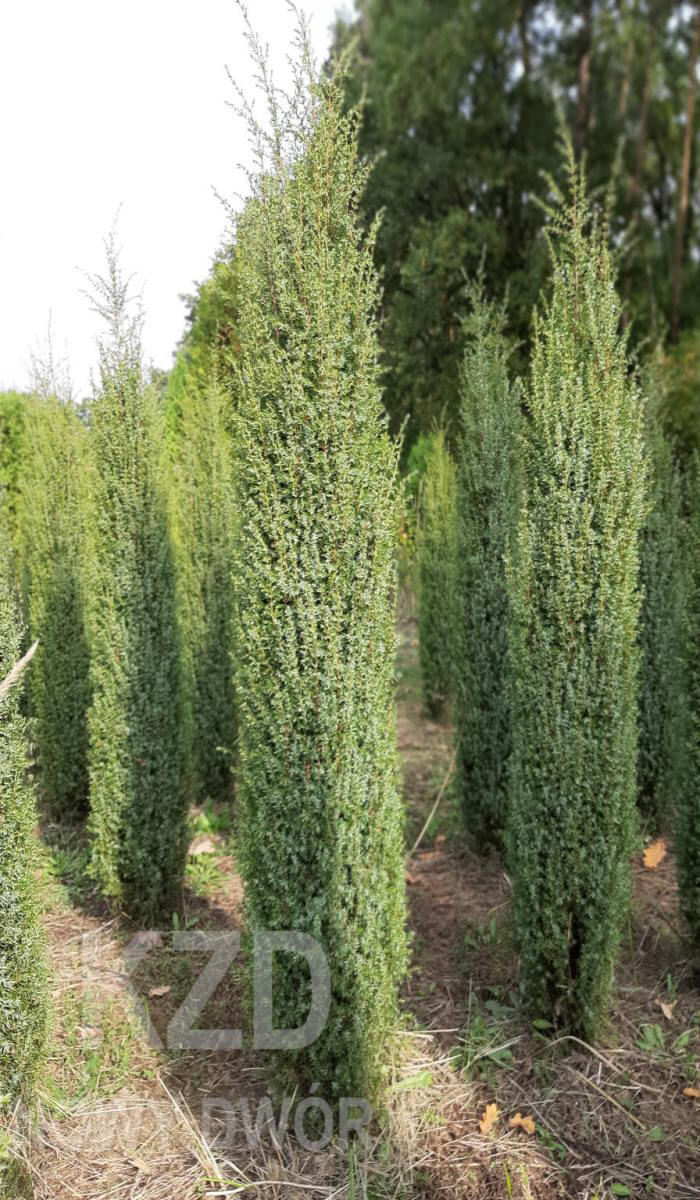 kríky okrasných stromov