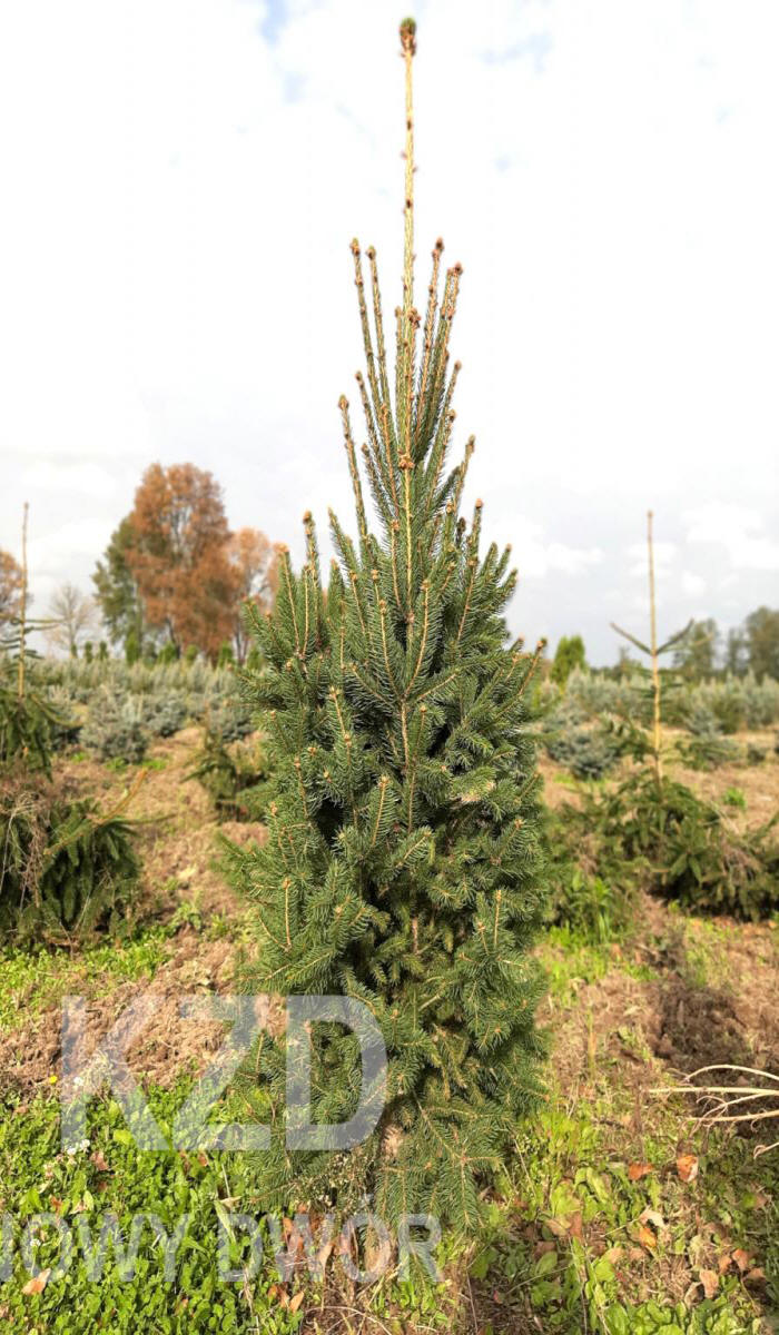 kríky okrasných stromov