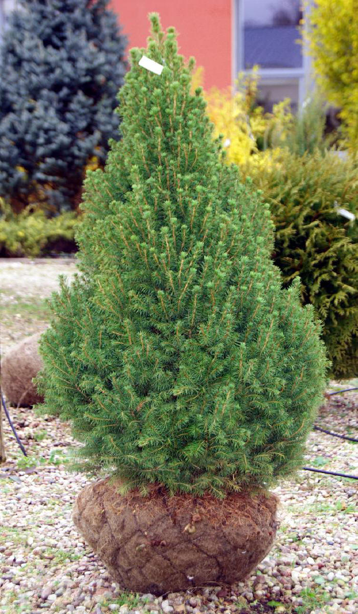 kríky okrasných stromov