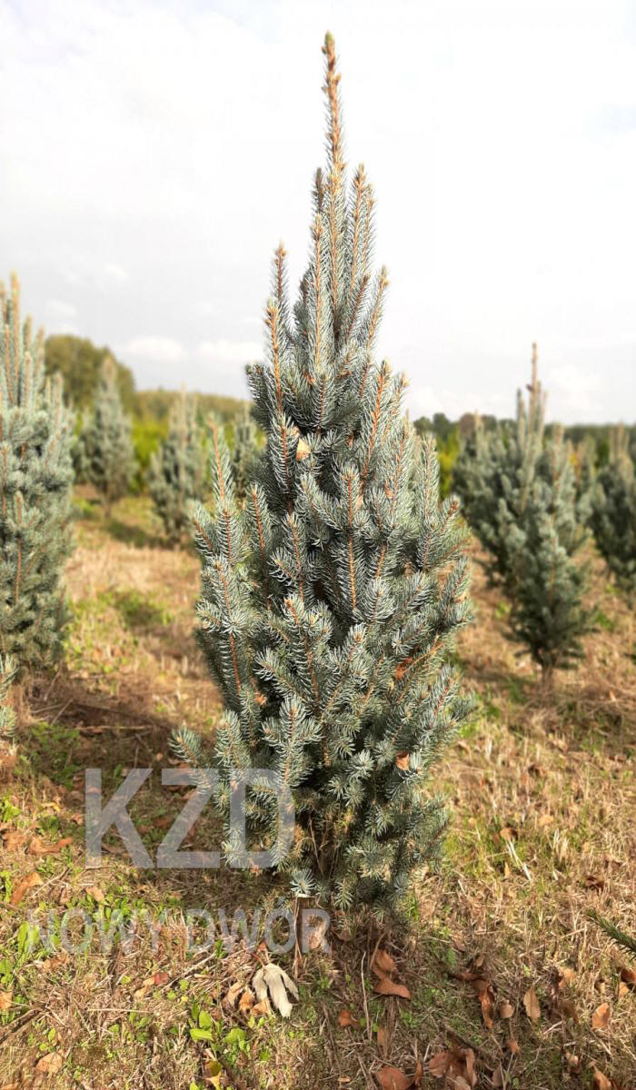 kríky okrasných stromov