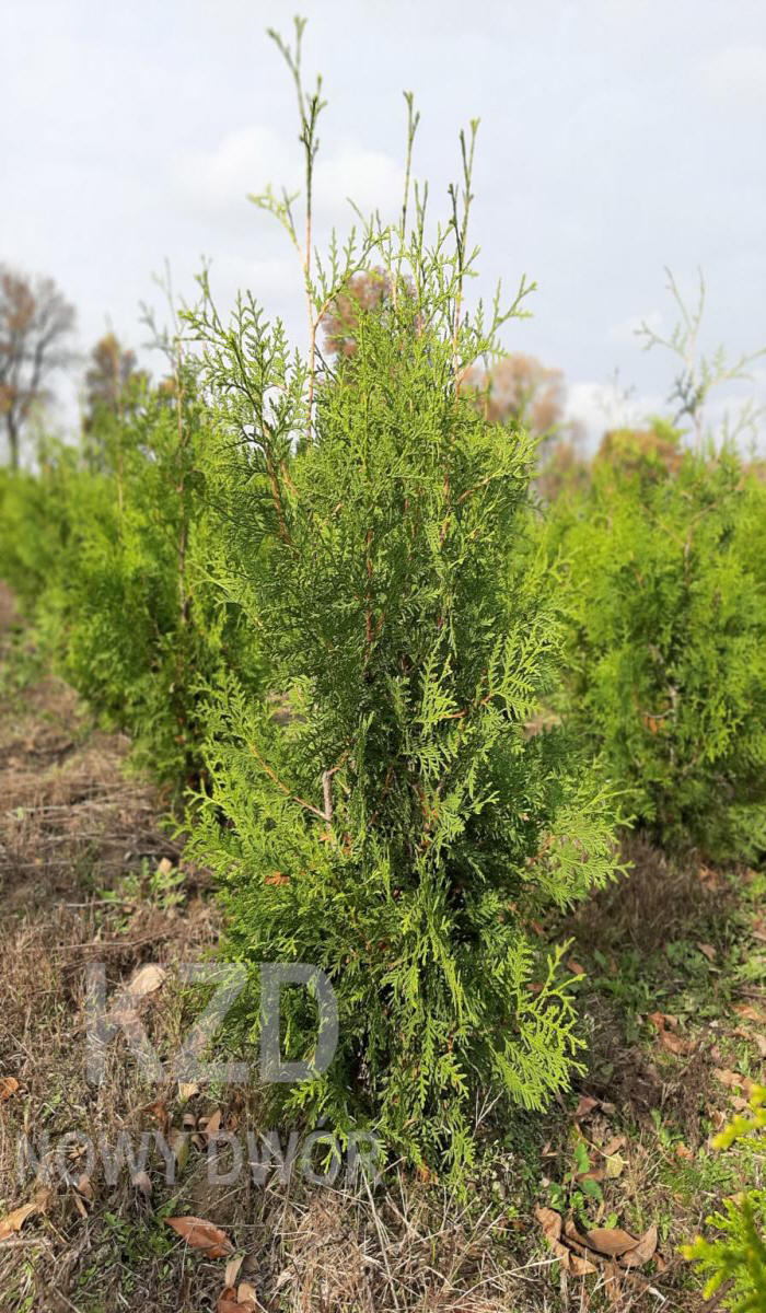 kríky okrasných stromov