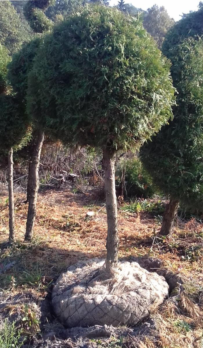 kríky okrasných stromov