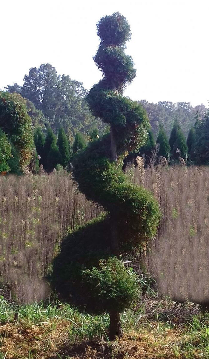 kríky okrasných stromov