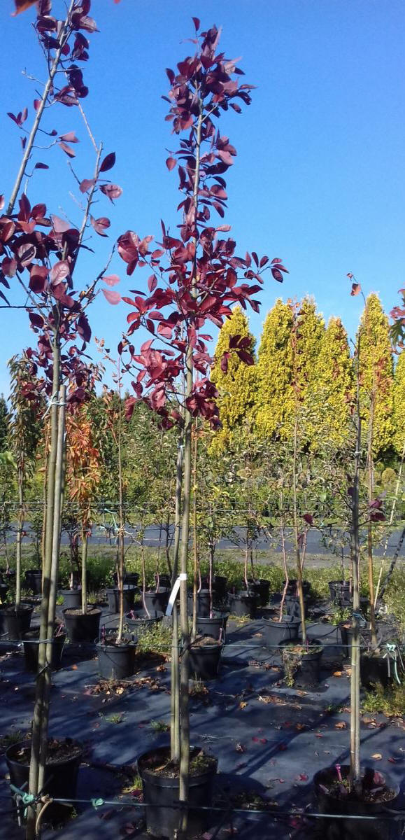 kríky okrasných stromov