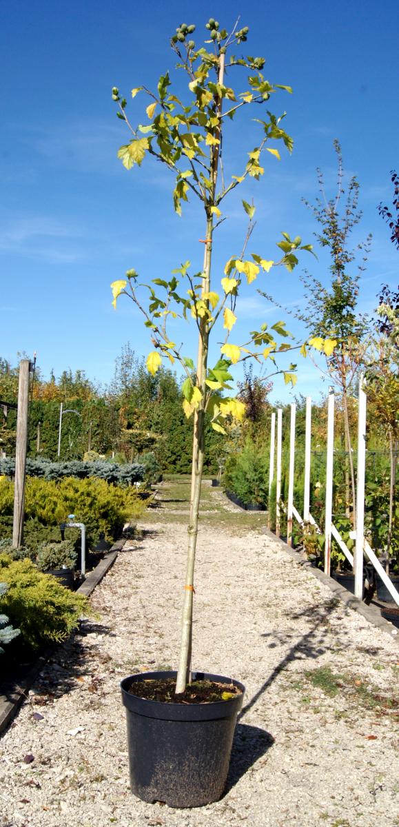 kríky okrasných stromov