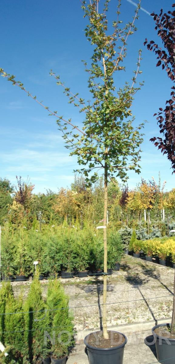 kríky okrasných stromov