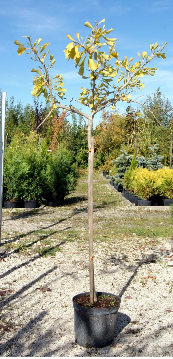 kríky okrasných stromov