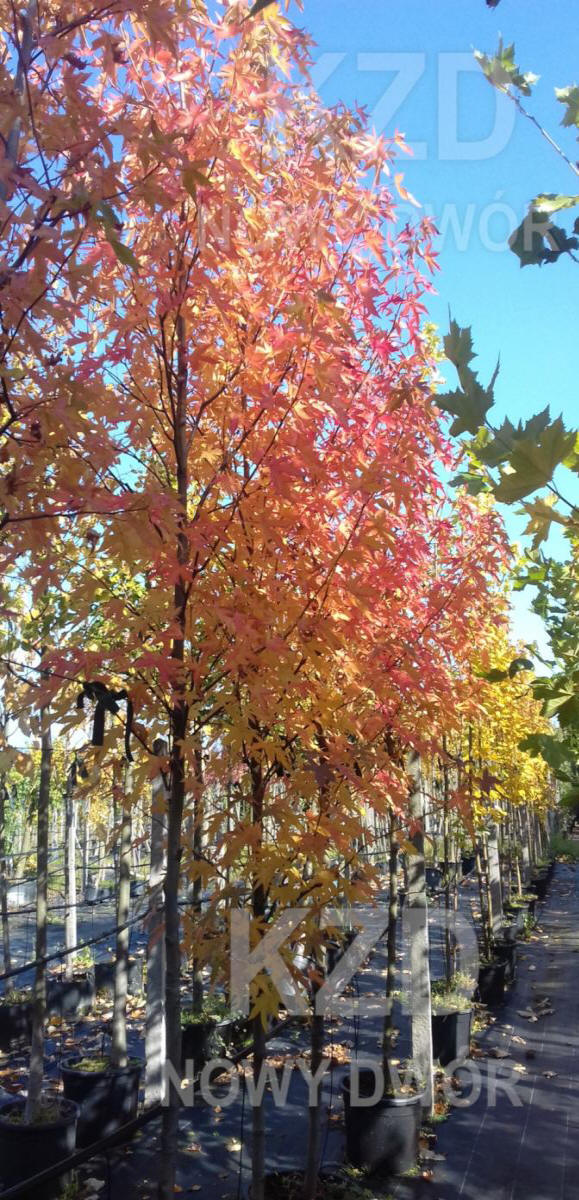 kríky okrasných stromov