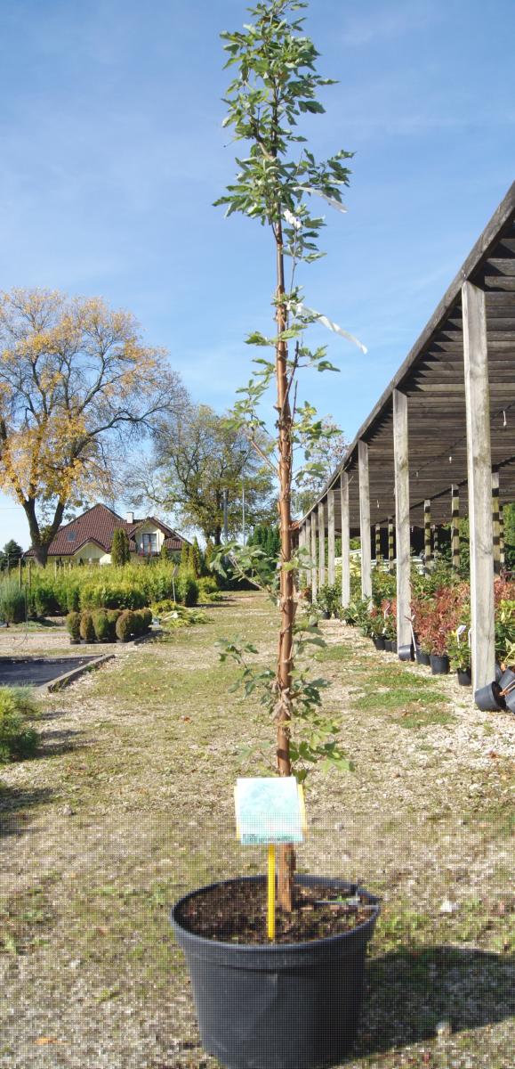 kríky okrasných stromov