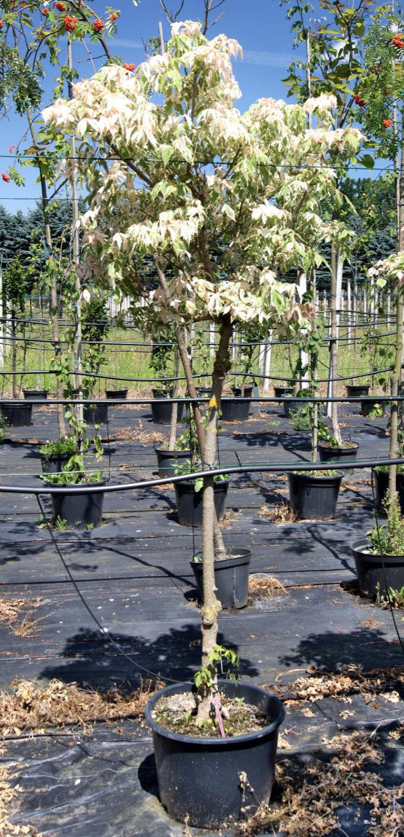 kríky okrasných stromov