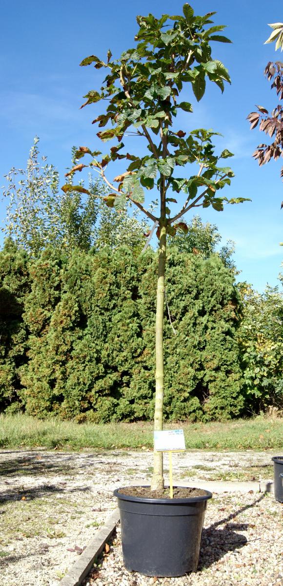 kríky okrasných stromov