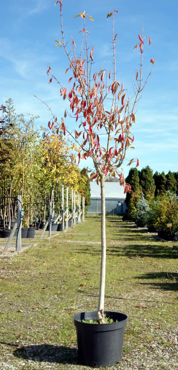 kríky okrasných stromov